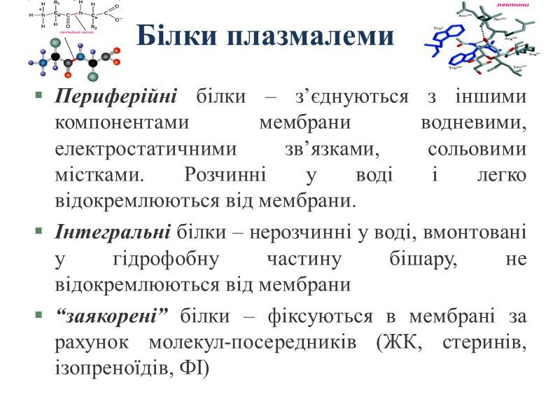 Білки плазмалеми Периферійні білки – з’єднуються з іншими компонентами мембрани водневими, електростатичними зв’язками, сольовими